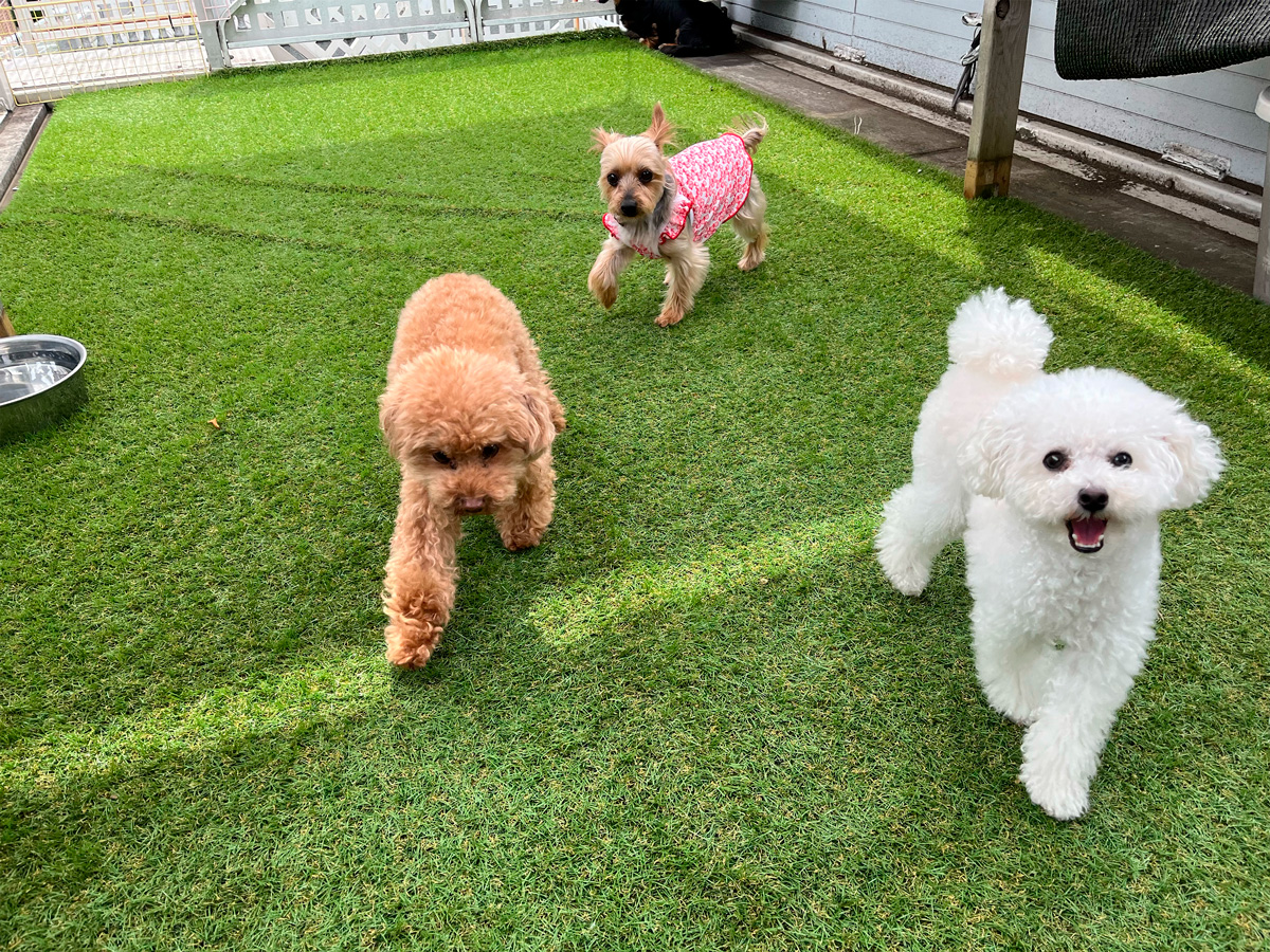 外部プレーゾーン