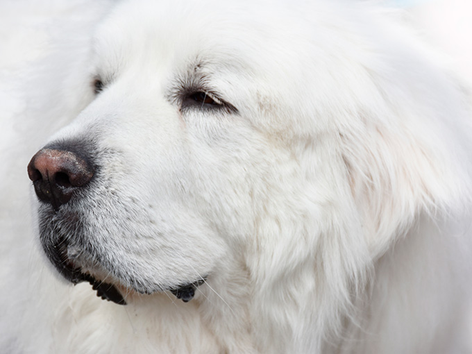 デイケアサービス