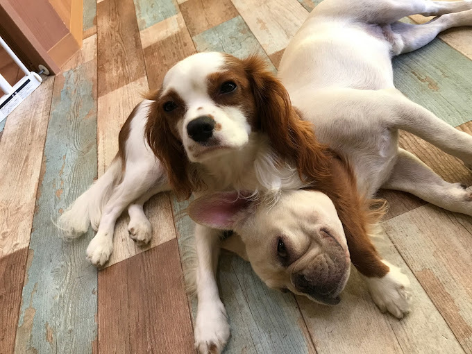 シニア犬の健康と快適性をサポートする、長期間の預かりが可能な施設です